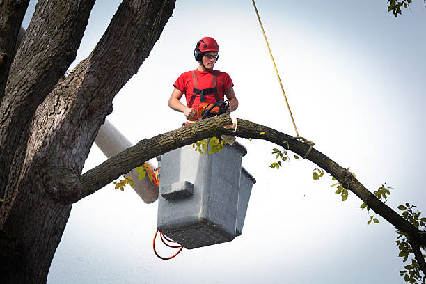 Best Tree Mulching  in Denver, IA